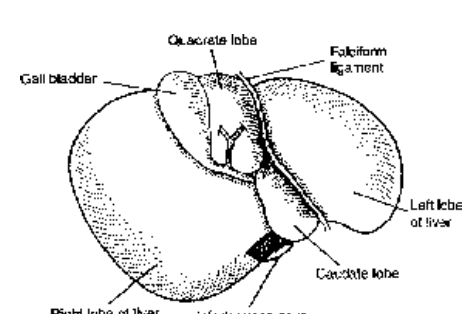 Liver